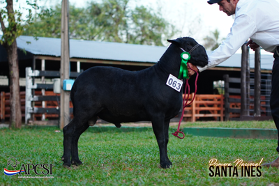 Lote Nacional Santa Inés Bozal - Lote 50