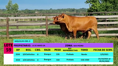 Lote LOTE 59 - 2 VAQUILLAS PREÑADAS CBO 0