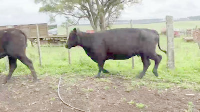 Lote 20 Vacas de Invernada 324kg -  en Puntas de Abrojal - 25 km de Vichadero , por camino vecinal