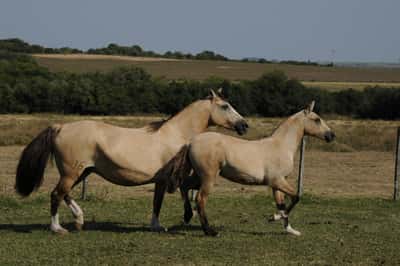 Lote Catalana Genuina