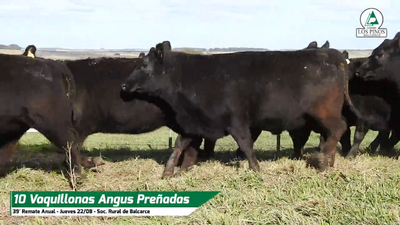 Lote VQ ANGUS