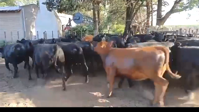 Lote 18 VAQUILLONAS