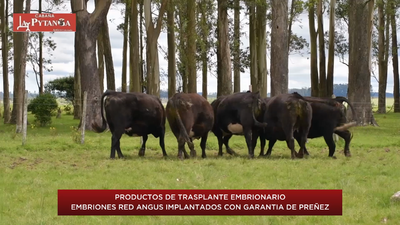 Lote 15 - Receptora Preñada