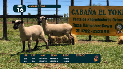 Lote LOTE 16