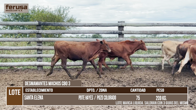 Lote LOTE 5