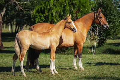 Lote Tobogan Gambuza