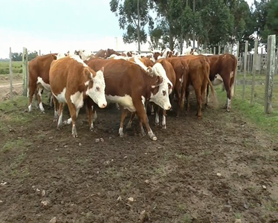 Lote 35 Vacas de Invernada 30HE,  2HEX1/ 4NO,  1RA,  1RAXLI,  1XXXCEB... 340kg - , Tacuarembó
