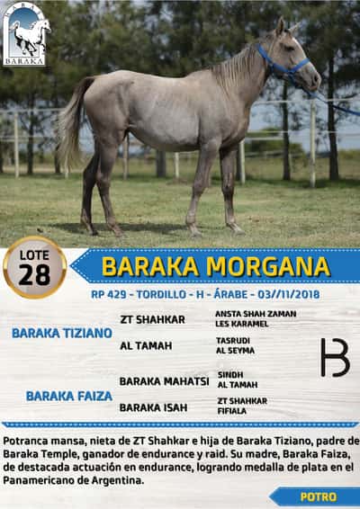 Lote BARAKA MORGANA