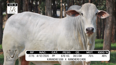 Lote LOTE 74