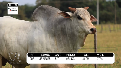 Lote LOTE 19