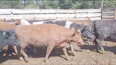 Lote 40 Vaquilla Gorda en Los Ángeles, VIII Región Biobío