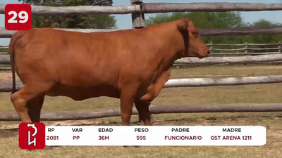 Lote LOTE 29