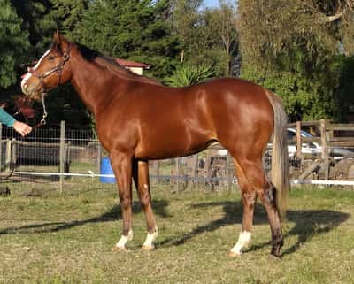 Lote BALKAR