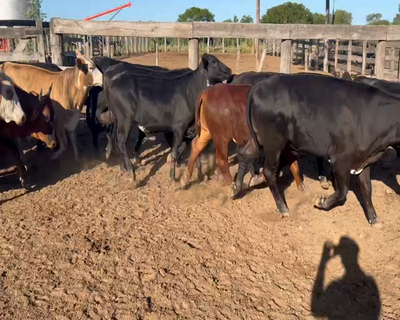 Lote 58 Novillitos en Juan José Castelli, Chaco