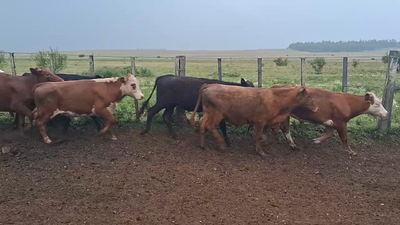 Lote 70 Novillos 1 a 2 años en Tomás Gomensoro, Artigas