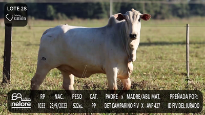 Lote LOTE 28