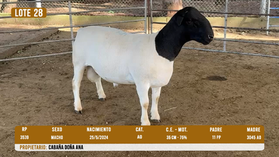 Lote LOTE 28