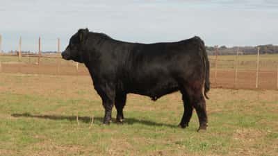 Lote TOROS PUROS DE PEDIGREE