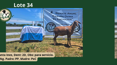 Lote PxC