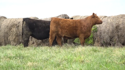 Lote HEMBRAS PEDIGREE