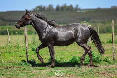 Lote Quena Cahuel