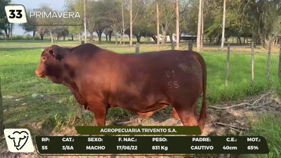 Lote LOTE 33- CAMPO