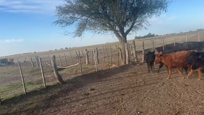 Lote 70 Terneras en Col. Barón, La Pampa