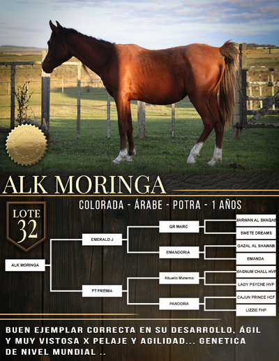  ALK MORINGA