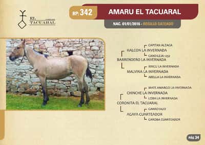 Lote RP. 342 - AMARU EL TACUARAL - EL TACUARAL