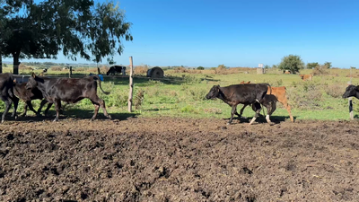 Lote TERNEROS Y TERNERAS
