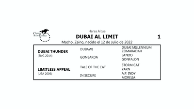 Lote DUBAI AL LIMIT (DUBAI THUNDER - LIMITLESS APPEAL por TALE OF THE CAT)