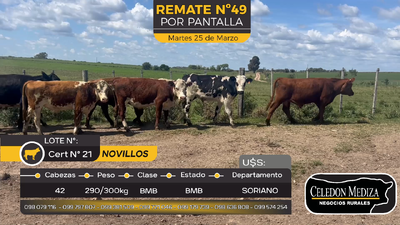 Lote 42 Novillos en Duraznito, Soriano