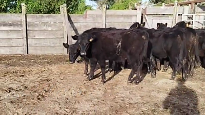 Lote VAQUILLONAS DE 1 A 2