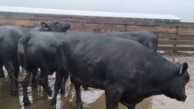 Lote 20 Novillo Gordo en Los Ángeles, VIII Región Biobío