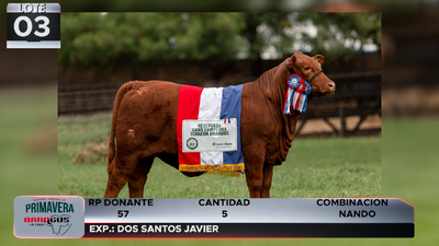 Lote LOTE 3