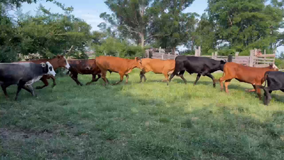 Lote 50 Novillitos