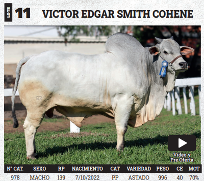 Lote LOTE 11 - BOZAL