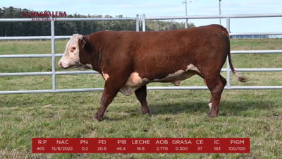 Lote 12 - HEREFORD