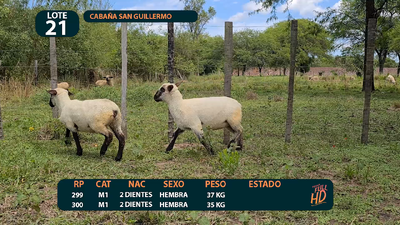 Lote LOTE 21
