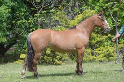 Lote Yubely Oportuna
