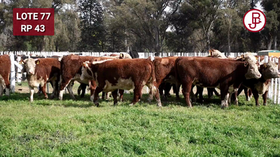 Lote Vaquillonas PR Polled Hereford Preñadas Parición Otoño