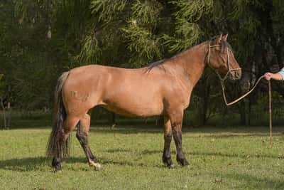 Lote Yubely Macaqueta
