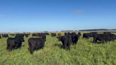 Lote 48 Vacas nuevas C/ gtia de preñez