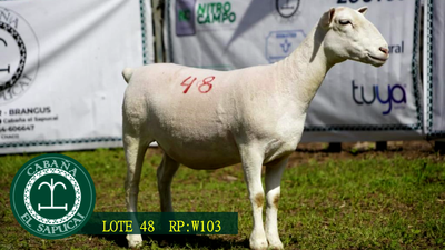 Lote RP W103