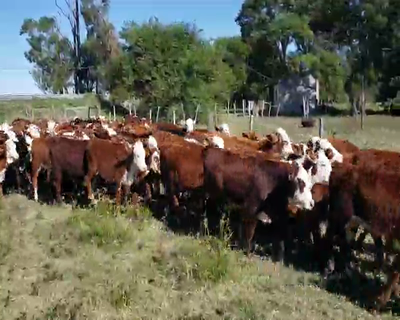 Lote 101 Terneros/as en Col. Sta Rosa, Corrientes