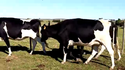 Lote 5 Vaquillonas 1 a 2 años HOLANDO 500kg - , San José