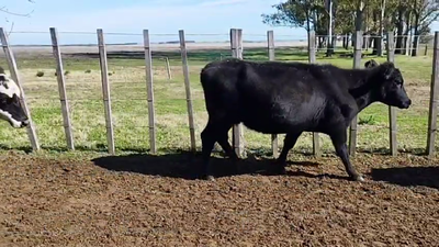 Lote VACAS PREÑADAS