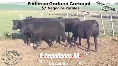 Lote 5 Vaquillonas 1 a 2 años ANGUS en OMBUES DE LAVALLE