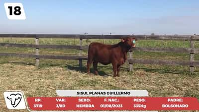 Lote LOTE 18