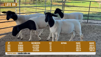 Lote LOTE 84